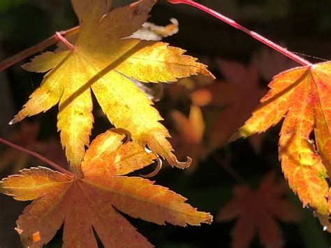 Fall Leaf Colors Stock Photo - Download Image Now - Abstract, Autumn, Autumn Leaf Color - iStock