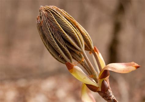 Ohio buckeye – Woody Plants of Ohio