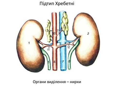 Тип хордові. Підтип безчерепні. Підтип хребетні - презентация онлайн