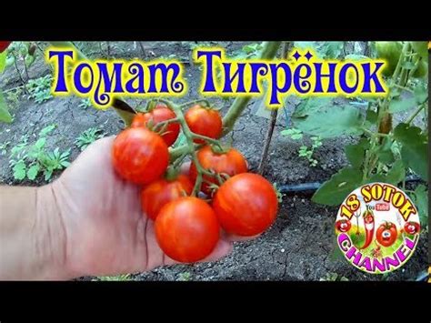 Томат Тигренок - YouTube