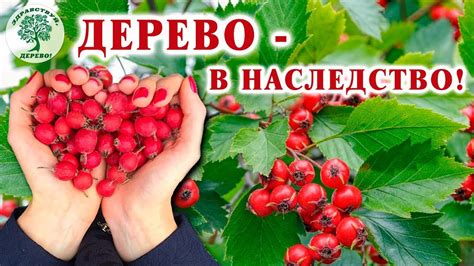 Боярышник. Неприхотливый и долговечный - YouTube