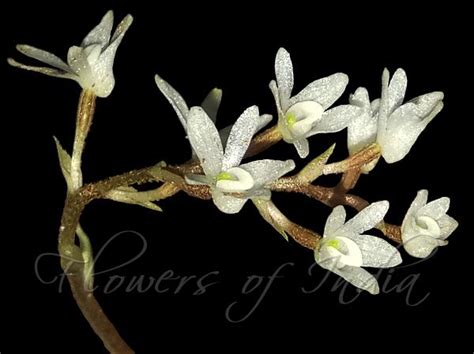 eria albiflora white eria