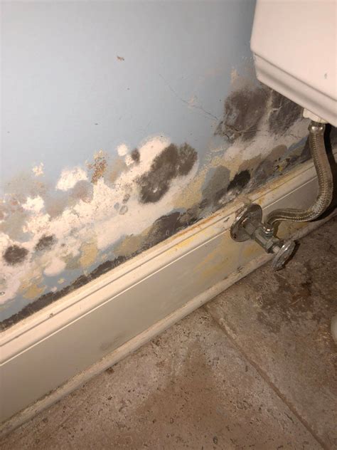 Have you ever seen mold growth behind your toilet? Take a look at these
