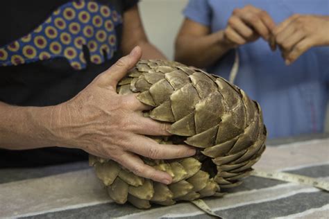 PICS: Celebrating rescue efforts this World Pangolin Day | The Citizen