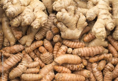 roots  turmeric  ginger curcuma longa  zingiber officinale