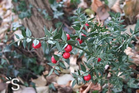Fragon petit houx - Plantes et Actifs Naturels | Santéonaturel.com