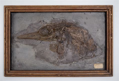 Mary Anning's Ichthyosaur | Oxford University Museum of Natural History
