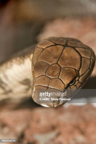 875 Squamata Scaled Reptiles Stock Photos, High-Res Pictures, and ...