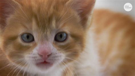 USDA to quit killing cats in controversial research