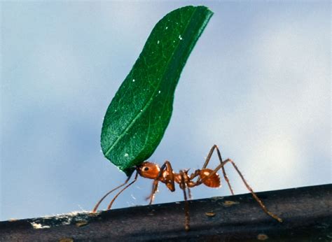 picture worker ant carrying leaf