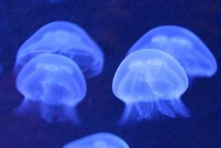 Les méduses - Centre Antipoison Animal et Environnemental de l'Ouest