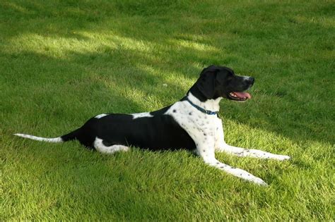 Pointer Dog Breed Complete Guide - A-Z Animals