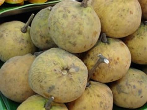 SANTOL TREE Santol 3 Feet Tall Ship in 3gal Pot - Etsy
