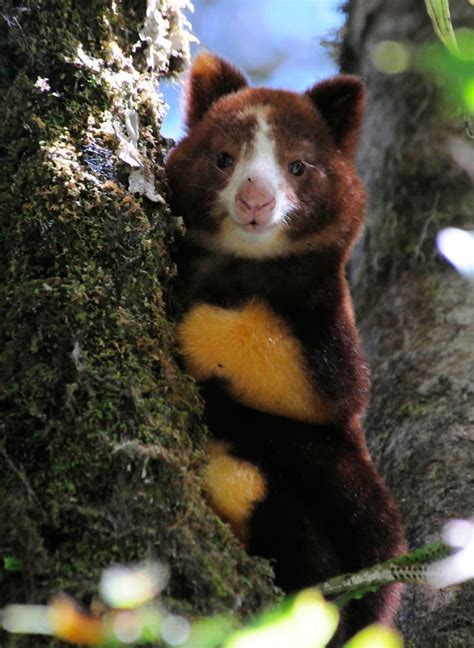 turns  tree kangaroos exist   impossible  scroll