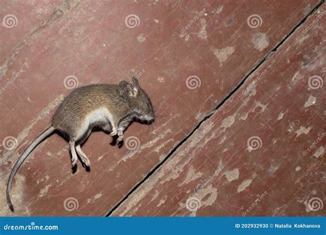 Dead Mouse Lies on Its Side on the Wooden Floor in the Barn