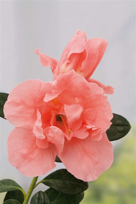 Azaleia: beleza clássica - Revista Natureza