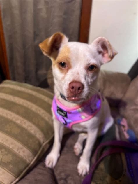 Adopt Dana - Adopt Dogs & Cats on PuppiesNation