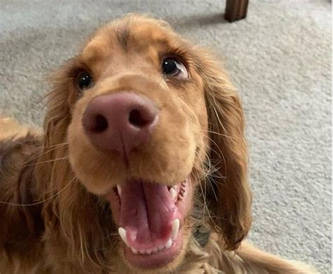 Σκυλί: Η γλυκιά αυτού του κόκερ σπανιέλ είναι ο ορισμός των «puppy eyes»