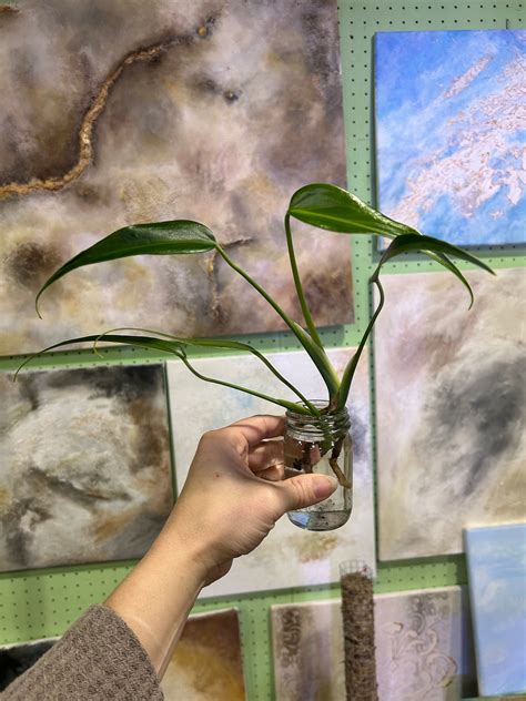 Monstera Burle Marx Flame - Etsy
