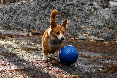 Fun fact: corgi roughly translates to "ultimate fetch machine" : r/corgi