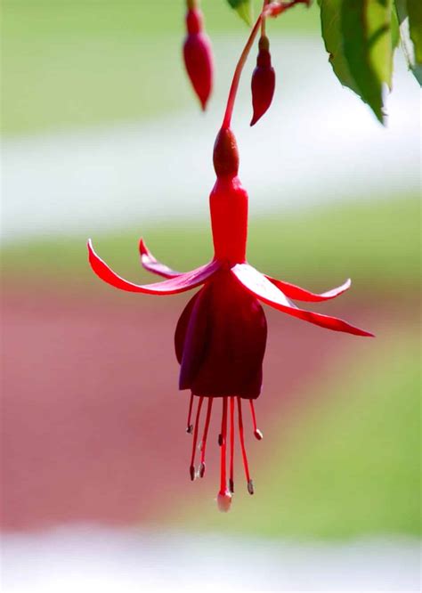 fuschia  fuchsia growing care watering  fertilizer