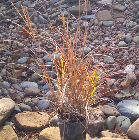 Купить мискантус китайский (miscanthus) с2 саженец с доставкой в ...