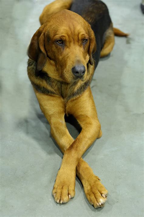 Polish Dog Breeds | The Smart Dog Guide