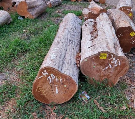 Mengenal Kayu Jati