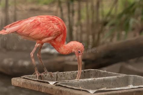 Scarlet Ibis with Red Bills and Feet. the Bird Watching in the Wildlife ...