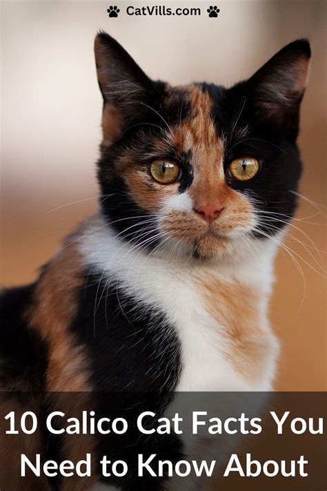 10 Calico Cat Facts You Need to Know About