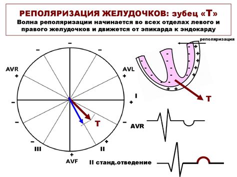 Физиологические особенности рабочего миокарда - презентация онлайн
