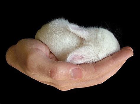 50 imagenes de animales chistosos....geniales - Imágenes - Taringa!