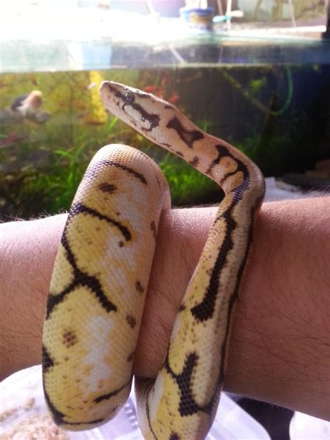 E Midlands - CB12 female bumble bee for sale, LE13 | Reptile Forums