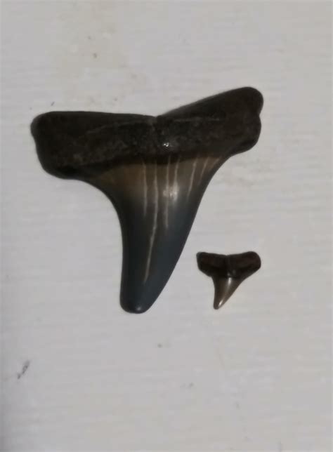 I compared the biggest shark tooth to the smallest in my fossil