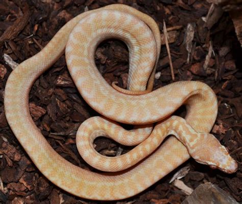 Albino Carpet Python - Carpet Vidalondon