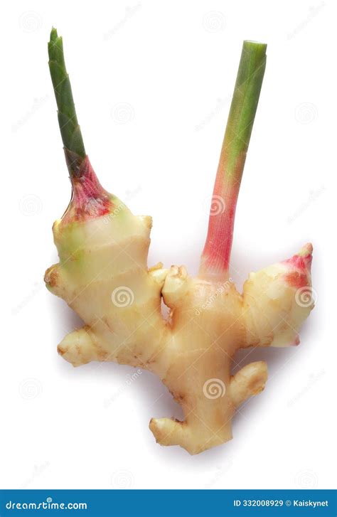 fresh ginger rhizome  green leaves isolated   white background
