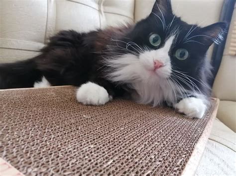 Проблема решена! | Cats, Animals