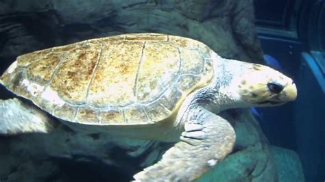 2012 Settembre,This is Japan! Acquario Kaiyukan - Osaka Aquarium 16/29 ...