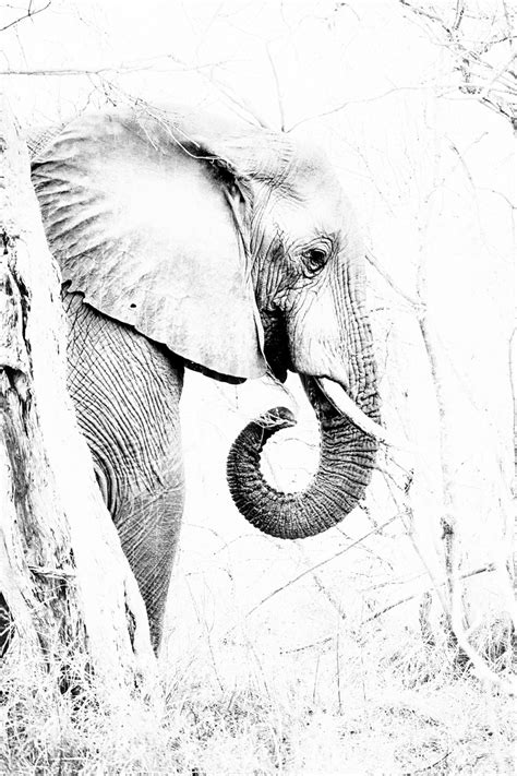 Elefant Schwarz Weiß Foto & Bild | tiere, wildlife, säugetiere Bilder ...