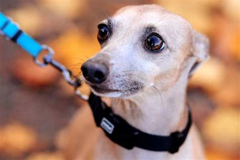 Italian Greyhound Temperament: A Perfect Blend of Affection and Agility ...