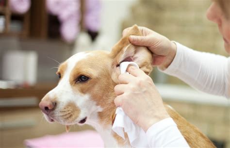Como Saber Se O Cachorro Está Com Dor De Ouvido - Como saber se o cachorro está com dor de ouvido? Confira os sintomas ...