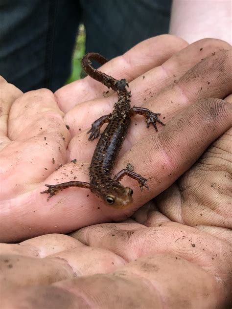 Long-tailed Salamander (Eurycea longicauda) found in Beach City, Ohio