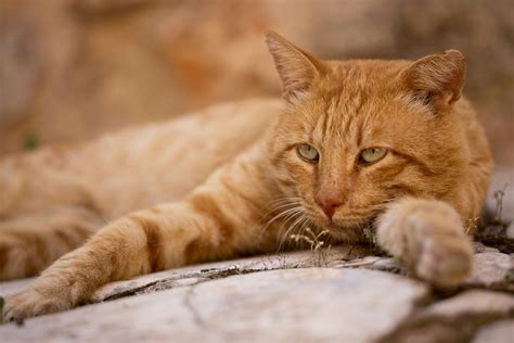 Can Cats Have Pistachios ? - 2025