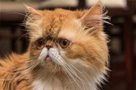 4 породи котів з плескатої мордою: плюси і мінуси, особливості догляду ...