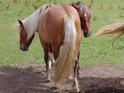 Silver Horse Coat Color Dilution Gene - The Equinest