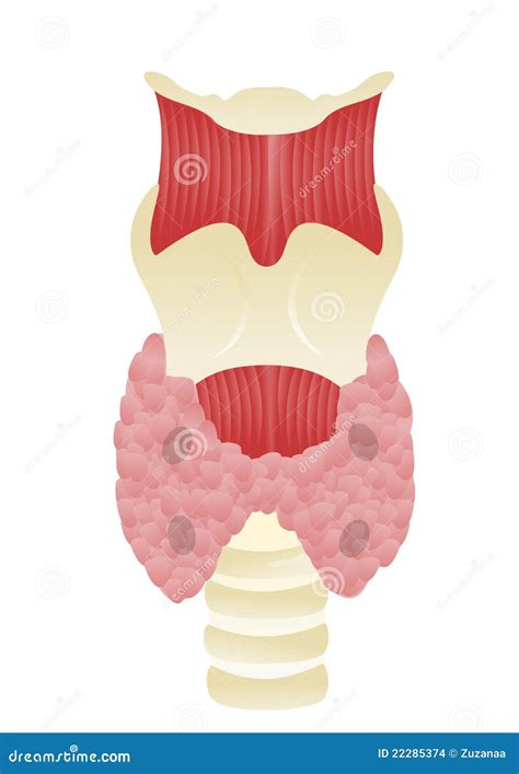 Bijschildklier vector illustratie. Illustration of klier - 22285374