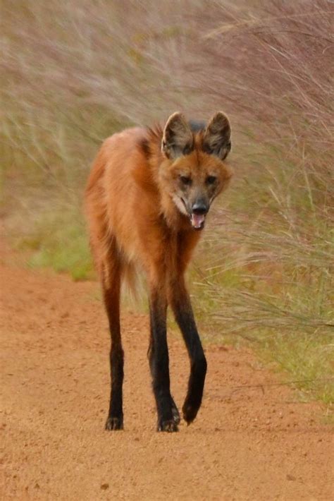 Witness the grace of maned wolves breathtaking pictures facts animal ...