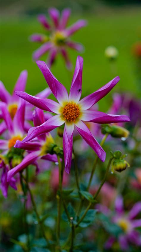 Full+Bush+Granny Photos, Download The BEST Free Full+Bush+Granny Stock