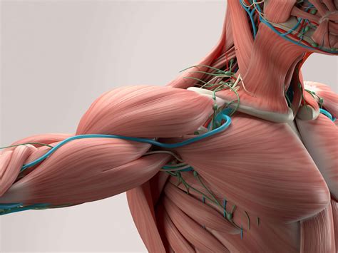 45 Facts About The Muscular System - OhMyFacts