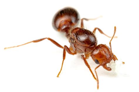 Solenopsis - Fire Ants - Polygyny — The Wild Martin